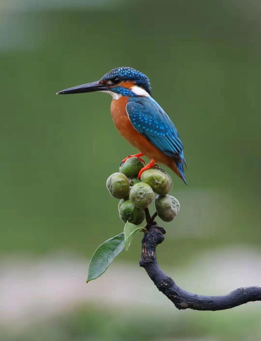Discover Shenzhen | The common kingfisher 普通翠鸟_深圳新闻网