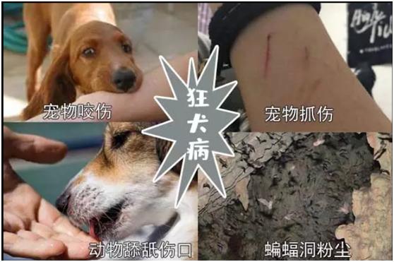 狂犬病毒主要存在于感染该病毒的温血动物的唾液中,一般通过被咬伤