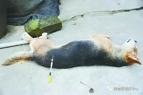 "三步倒""飞镖"毒杀狗并贩卖!龙华检察以销售有毒,有害食品罪提起公诉