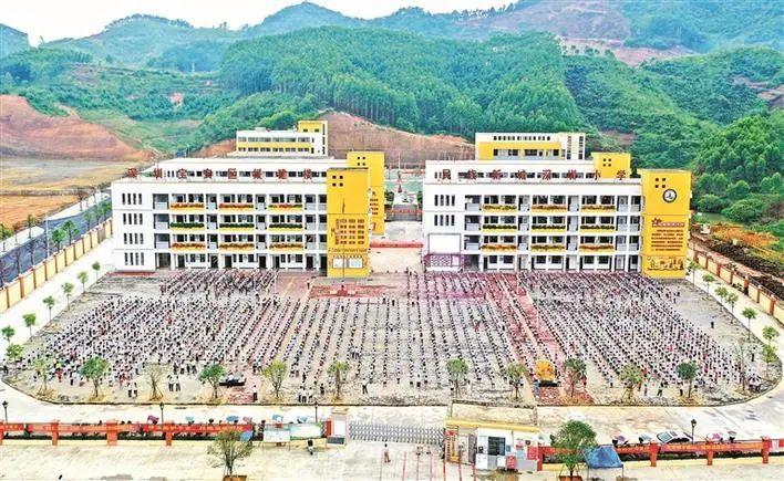 龙川县罗南村油茶示范基地,油茶果实挂满枝头,宝安扶贫干部喜笑颜开.