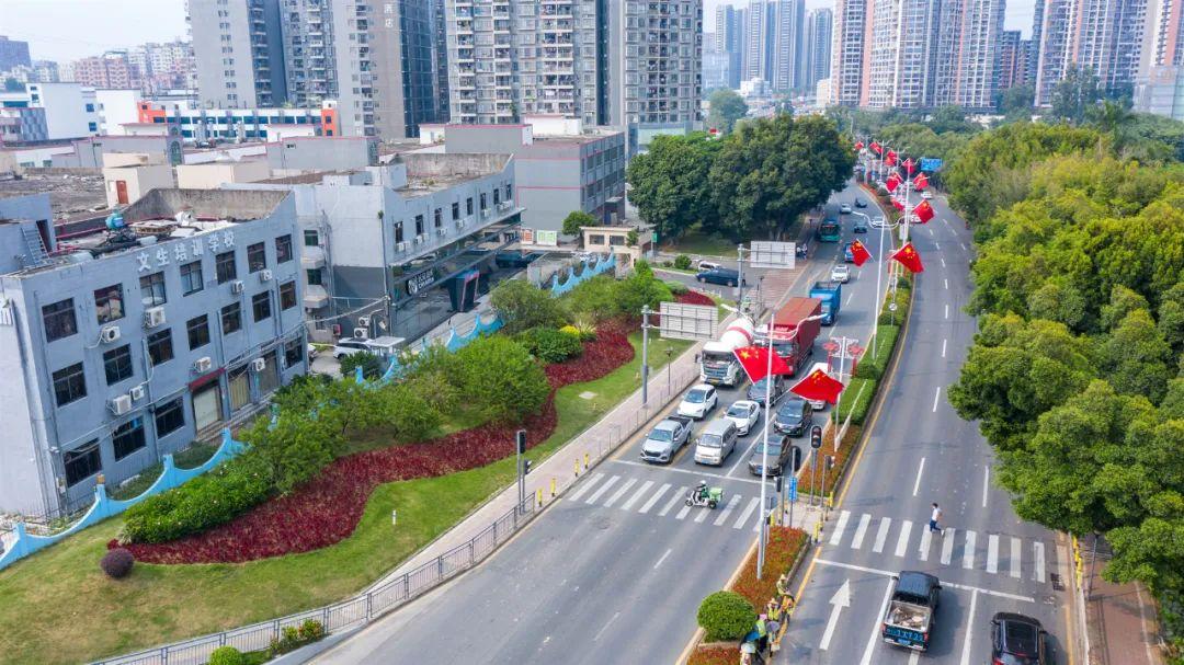 系,孔雀草,木春菊,黄穗冠等黄色花系,在 广场沿河路,观天路,龙华大道