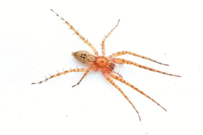 蛛形学发现爱好者在深圳发现的新种蜘蛛——深圳近管蛛.受访者供图