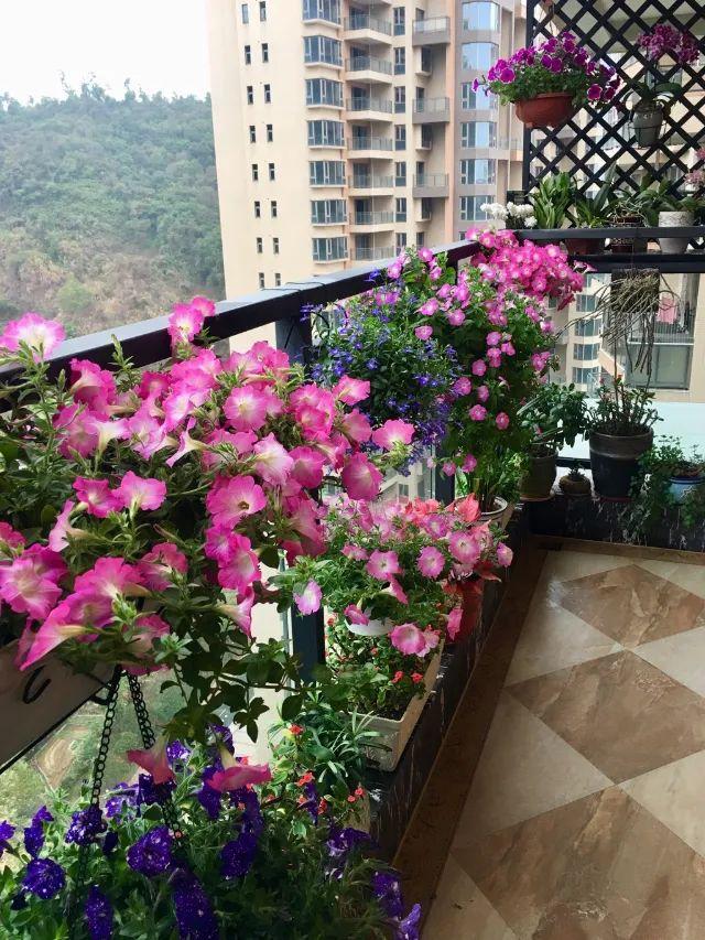 1000元现金花落谁家罗湖区最美阳台评选结果出炉啦