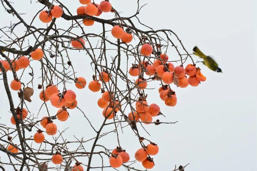 郁达夫:故都的秋