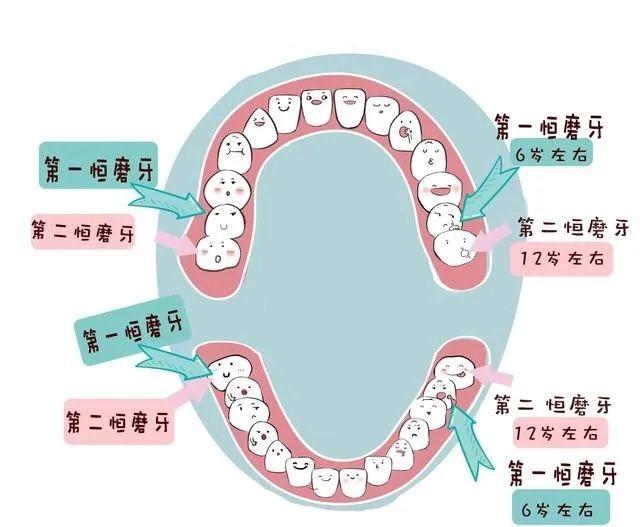 图示:第一恒磨牙怎么预约?