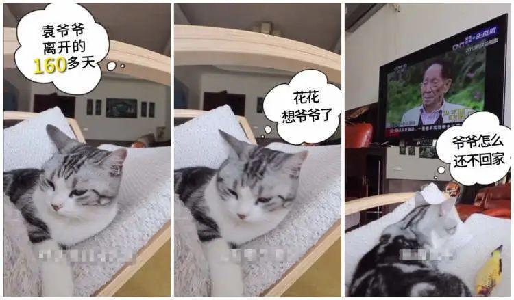 袁隆平的猫还在等他回家花花和水稻都长大了想念爷爷的还有我们