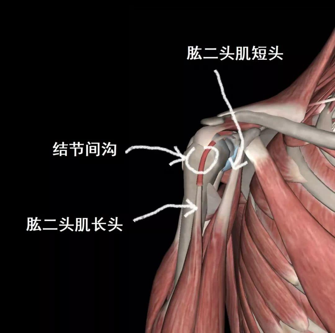 肩周炎肩袖损伤傻傻分不清楚这场爱肩义诊不要错过