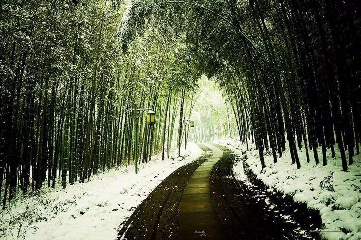 雪竹 作者:曹昊旻二重合奏 作者:张树民天路 作者:梁世泰山观云海