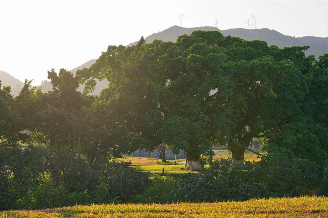 树36棵,主要为银叶树和榕树,并且有因海产养殖破坏严重的原生红树林