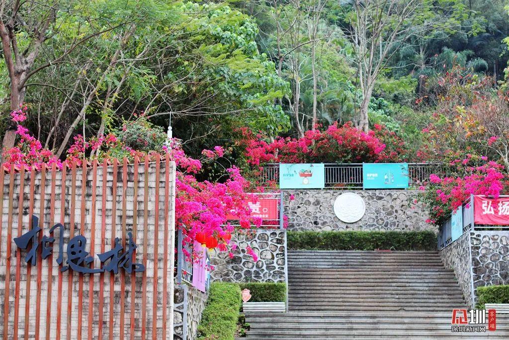 解锁公园"新玩法"!快来罗湖这些地方搭帐篷_深圳新闻网