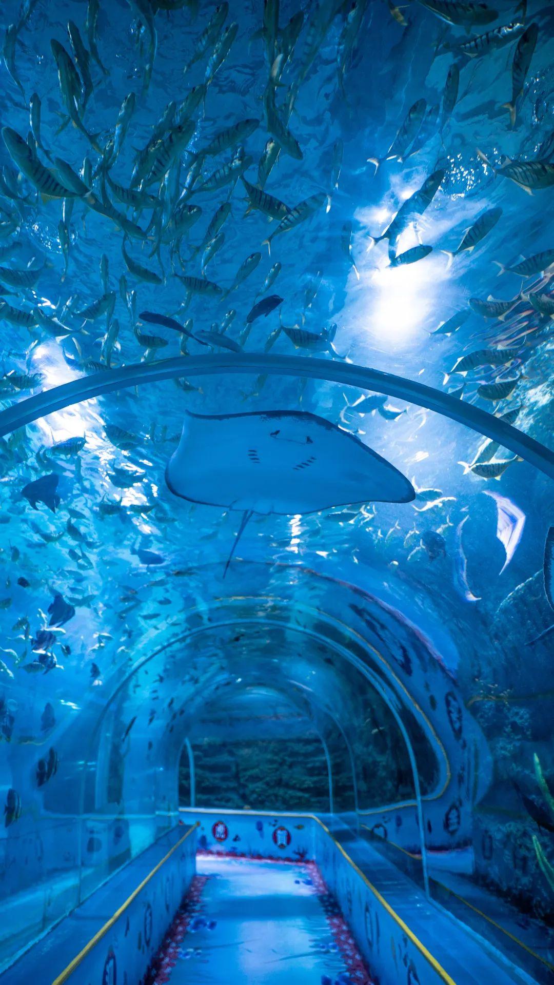 在这里,疫情的发生与这些海洋精灵无关它们依旧悠哉悠哉地在水里畅游