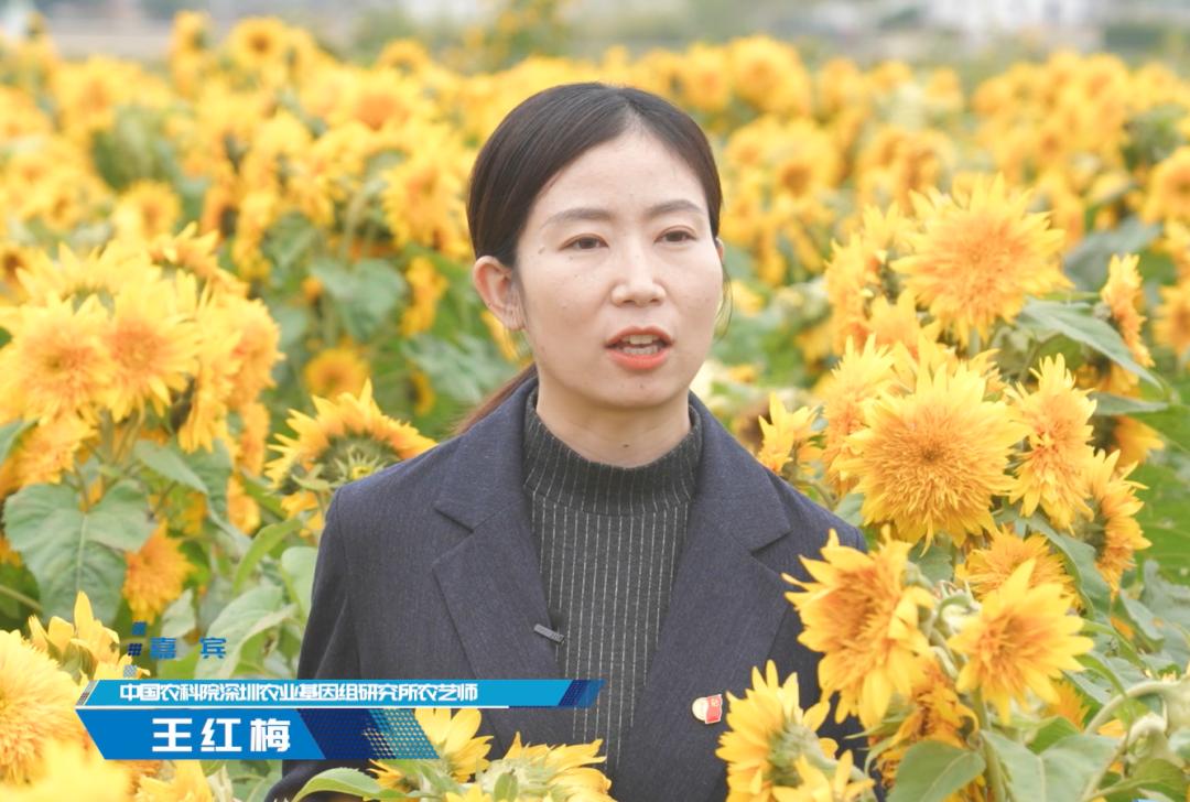 《Y深圳》专访深圳农业基因组所科研人员:扎根深圳,打造现代农业新天地_深圳新闻网