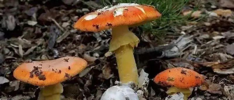 紧急提醒！致命毒蘑菇高发季，多人误食后中毒！