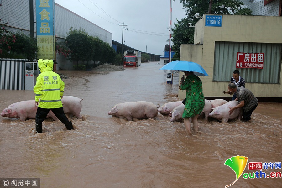 蒲江寿安镇利民路南段,洪水漫过街道,风雨中,警察帮着养殖户涉水将猪
