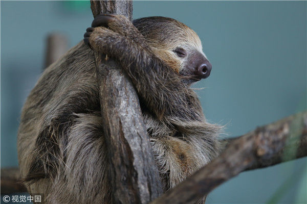 睡着也能治愈你盘点小动物们的激萌睡姿