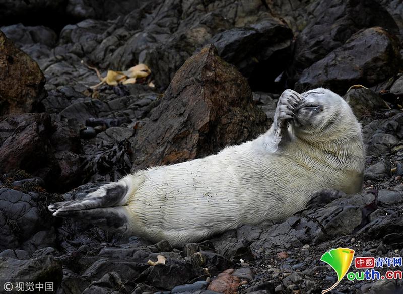 江苏南通大暑时节温度高动物下水避暑