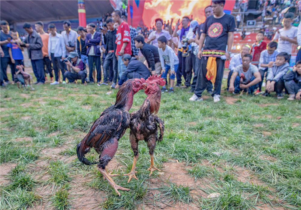 四川凉山彝族火把节斗鸡比赛精彩上演