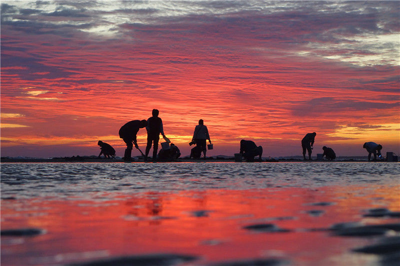 山东烟台绚烂彩霞下市民赶海忙