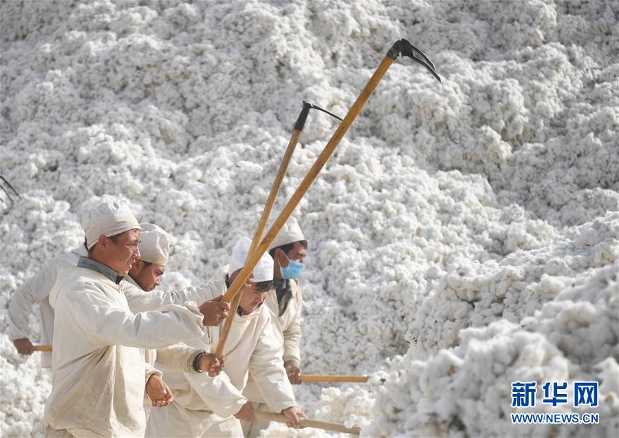 走进中国棉城新疆阿瓦提