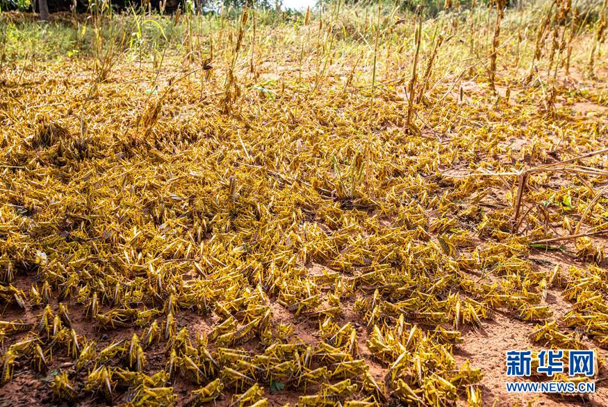 蝗灾肆虐肯尼亚