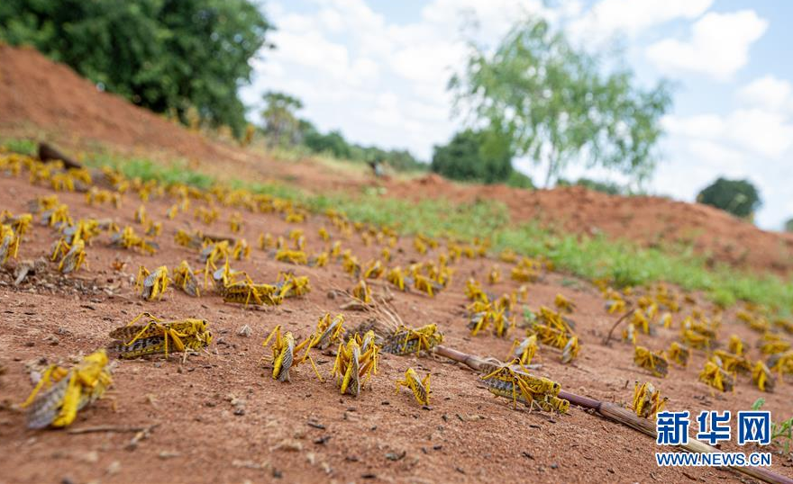 近几个月来,非洲多国遭受沙漠蝗虫灾害,其中埃塞俄比亚,吉布提,索马里