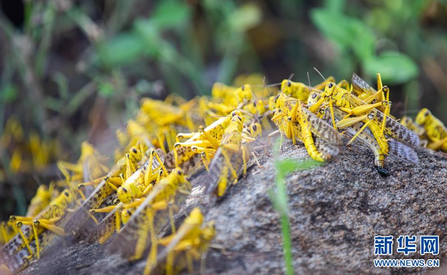 近几个月来,非洲多国遭受沙漠蝗虫灾害,其中埃塞俄比亚,吉布提,索马里