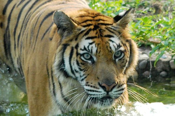 深圳野生动物园 深圳新闻网