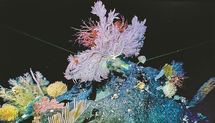 在马里亚纳海沟“科学”号发现罕见“海底花园”