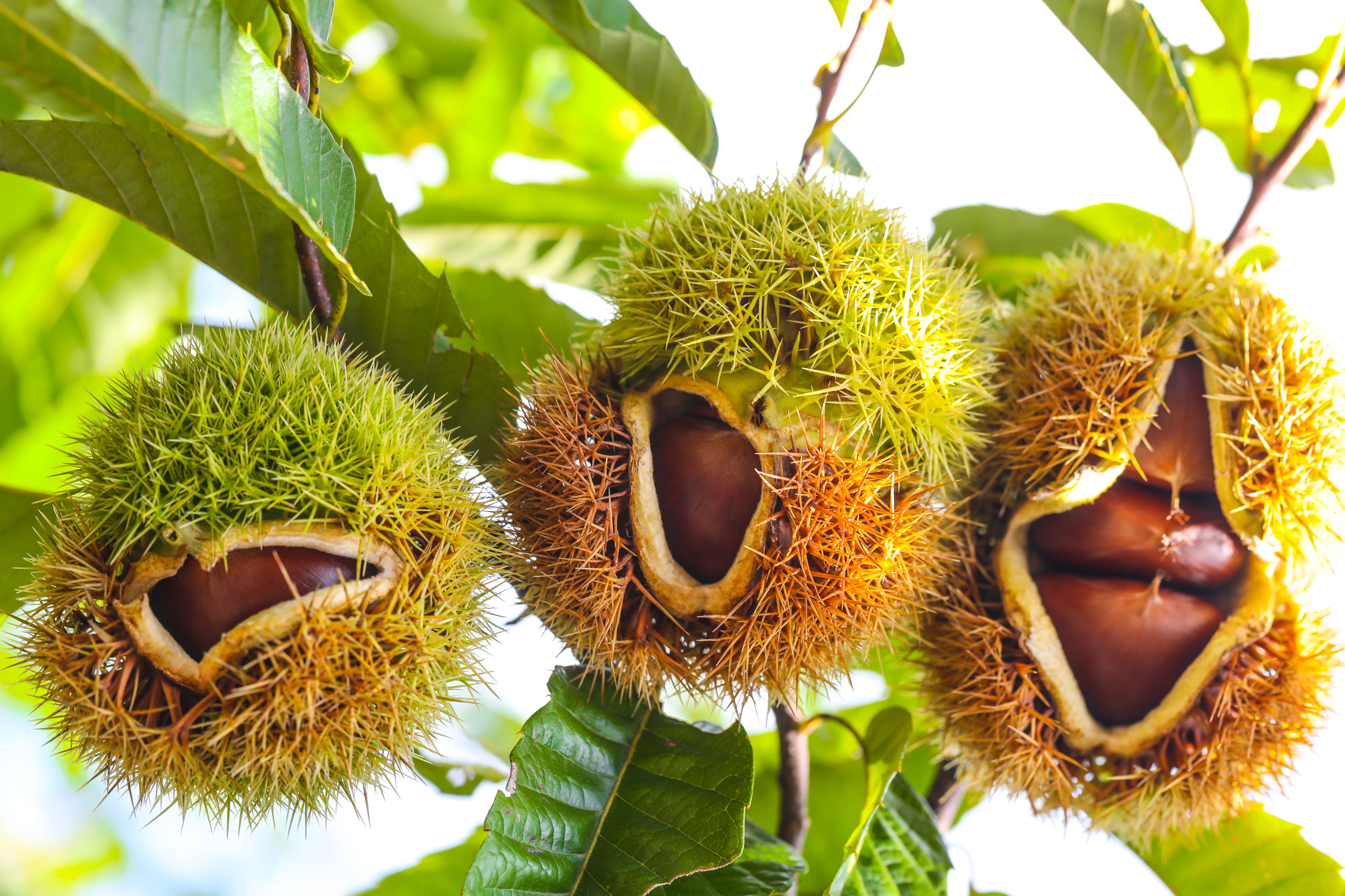 67丹东板栗登陆多多丰收馆鸭绿江畔每天超百万斤直发全国