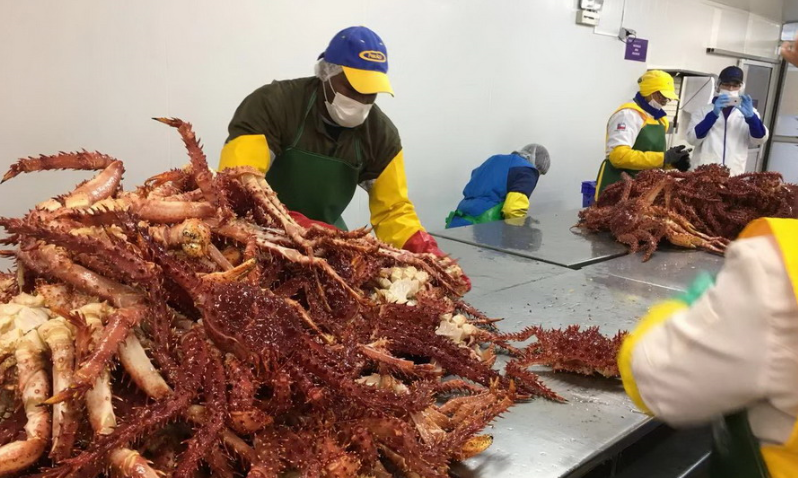 揭秘智利巨型蜘蛛蟹加工全程  一只蟹5公斤可供9人大餐