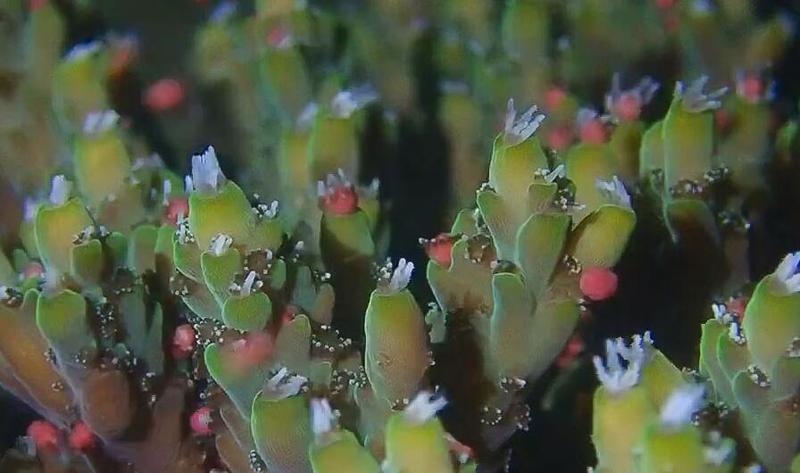 【大美深圳】深圳大鹏新区首次记录珊瑚大规模产卵影像