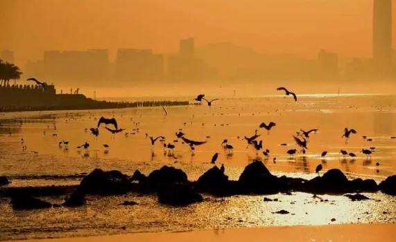 【大美深圳】深圳湾奇观：海豚嬉戏 万鸟翱翔