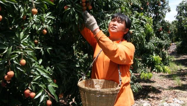 【百灵•秀】深圳南山：西丽果场1200亩荔枝等你来摘