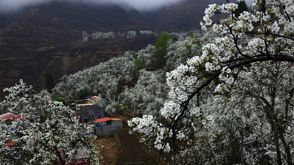 奇观天下|甲居藏寨——梨花盛开的村庄