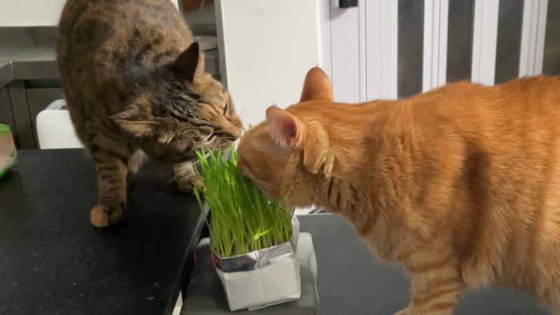 宠TA丨“植物杀手”让猫咪吃上新鲜猫草的心酸历程