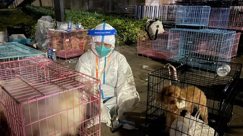 深圳上沙塘晏村隔离居民的宠物已有13只到达安置点 均已进行动物的传染病筛查