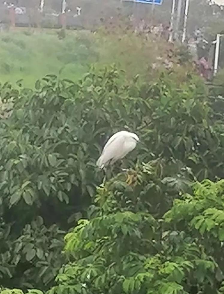 粉丝报料后 这只鸟牵动了深圳人的心！