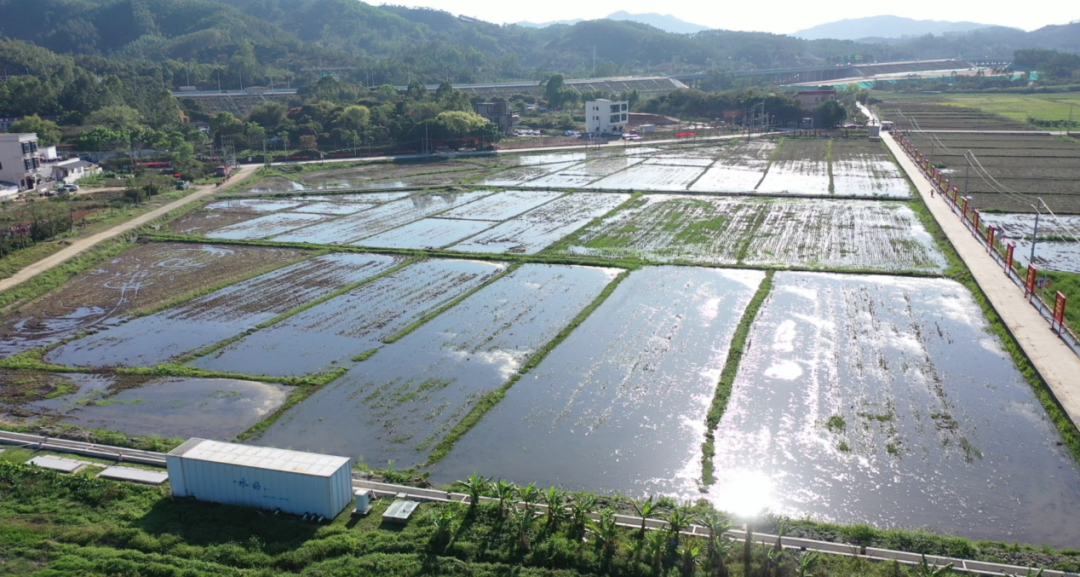 旋耕机在水田间来回穿梭深圳市深汕特别合作区水美村眼下正是农忙时节